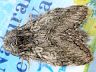 moth-image
