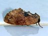 moth-image