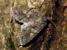 moth-image
