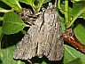 moth-image