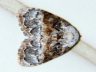 moth-image