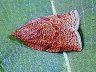 moth-image