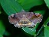 moth-image