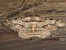 moth-image