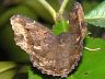 moth-image