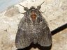 moth-image