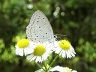 butterfly-image