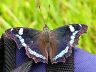 butterfly-image