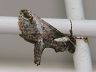 moth-image