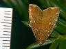 moth-image