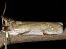 moth-image