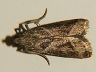 moth-image
