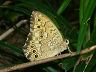 butterfly-image