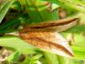 moth-image