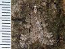moth-image