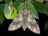 moth-image