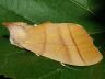moth-image