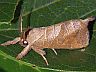 moth-image