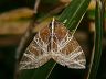 moth-image