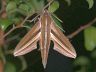 moth-image