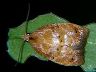 moth-image
