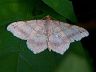 moth-image