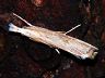 moth-image