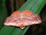 moth-image