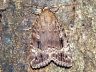 moth-image