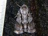 moth-image