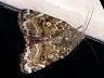 moth-image