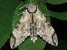 moth-image