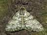 moth-image