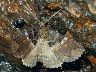 moth-image