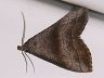 moth-image