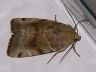 moth-image