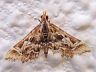 moth-image