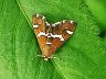 moth-image