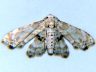 moth-image