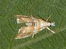 moth-image