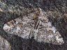 moth-image