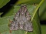 moth-image