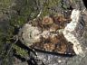 moth-image
