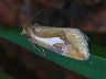 moth-image