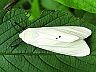 moth-image