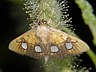 moth-image