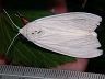 moth-image