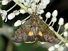 moth-image