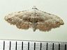 moth-image
