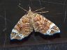 moth-image